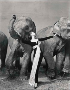 RICHARD AVEDON (1923-2004) DOVIMA WITH ELEPHANTS, EVENING DRESS BY DIOR, CIRQUE D'HIVER, PARIS, 1955  Lot 249 Price Realized   $341,000 Set Currency Estimate $300,000 - $500,000